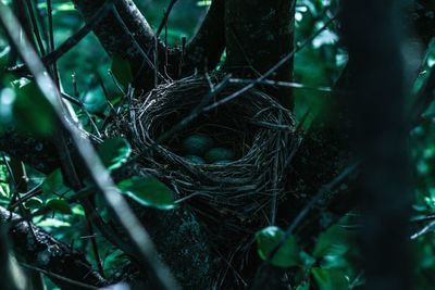 Close-up of eggs in nest on tree