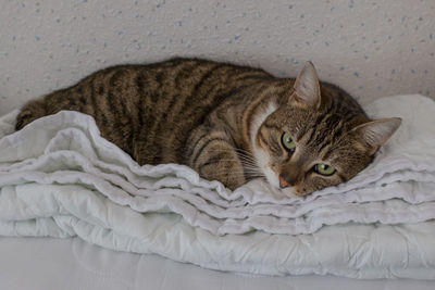 Close-up of cat sleeping at home