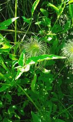 Close-up of plants