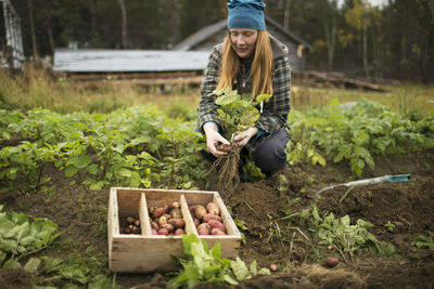 Woman digging potatoes