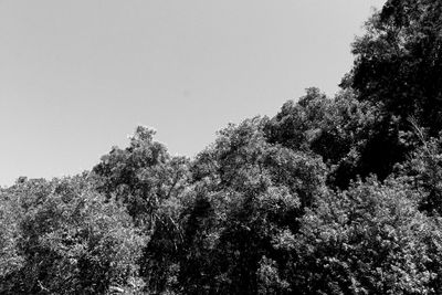 Low angle view of trees against clear sky