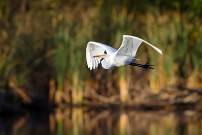 Bird flying over white background