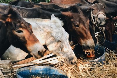 Cows in the field