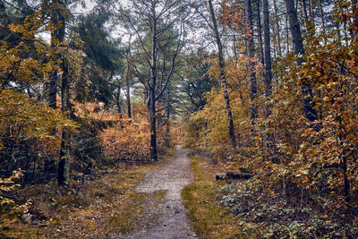 Trees growing in forest during autumn