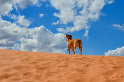 Horse standing on sand dunes against sky