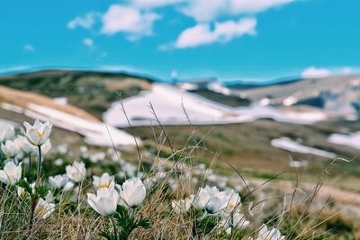 Close-up of flowering plants on land against sky