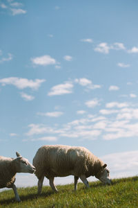 Sheep grazing on field against sky