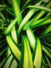 Full frame shot of green leaves