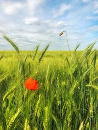 Scenic view of wheat field against sky