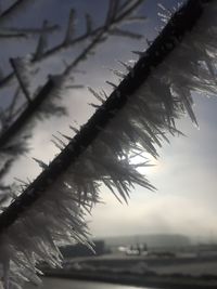 Close-up of snow on plant against sky