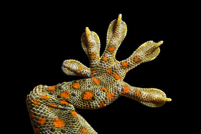 Close-up of lizard against black background