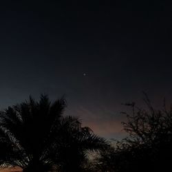 Low angle view of silhouette trees against sky at night