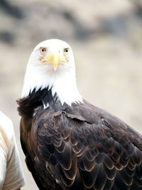 Close-up of bald eagle