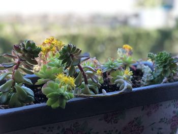 Close-up of yellow cactus flower pot