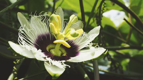 Close-up of flower blooming outdoors