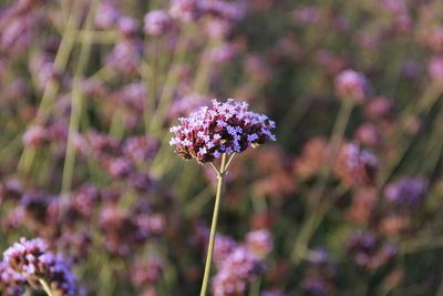 Close-up of purple flowers