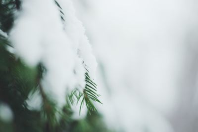 Low angle view of plant against sky