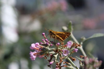 Close-up of butterfly on flower