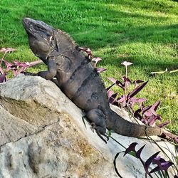 Close-up of lizard on grass