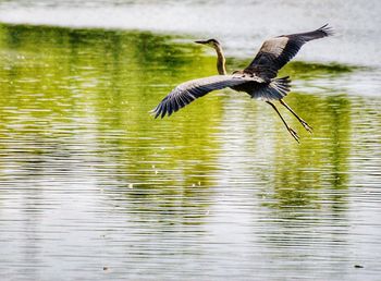 Bird flying over lake