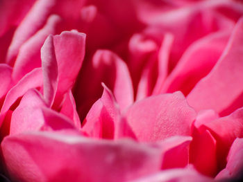 Full frame shot of pink rose flower