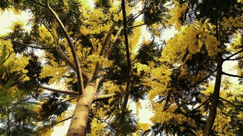 Low angle view of trees against sky