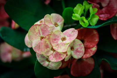 Close-up of pink flowering plant