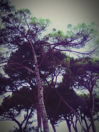 Low angle view of trees against sky