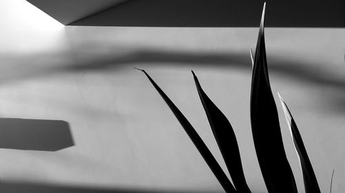 Close-up of plant against blurred background