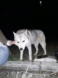 Portrait of white dog standing on street at night