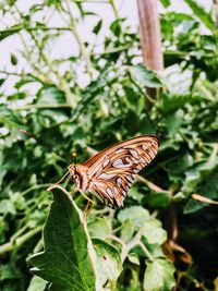 Butterfly perching on plant