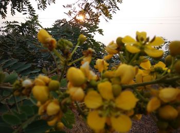 Close-up of yellow flowers