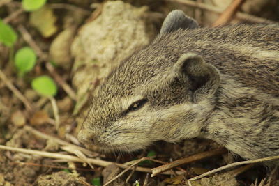 Close-up of a rabbit on field