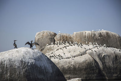 View of birds on rock against clear blue sky