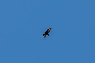 Low angle view of bird flying