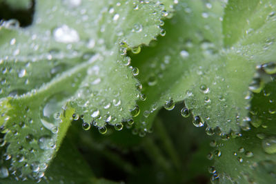 Close-up of water drops on leaf