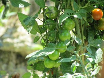 Close-up of fruit growing on tree