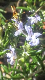 Close-up of honey bee on plant