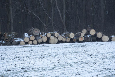 Stack of logs in forest during winter