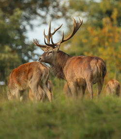 Deer standing in a field