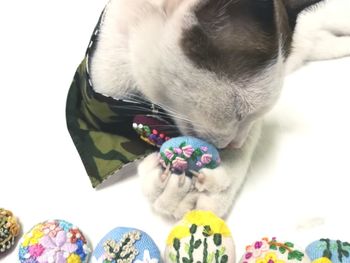 Close-up of a cat with flowers