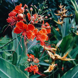 Close-up of red flowers