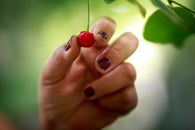 Close-up of woman hand holding cherry on plant