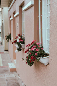 Potted plant on window of building