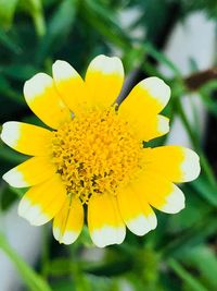 Close-up of yellow flowering plant