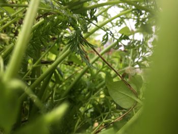 Close-up of fresh green plant