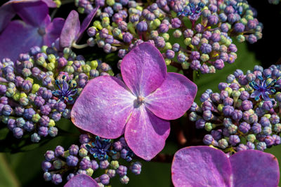 Close-up of purple hydrangea flowers