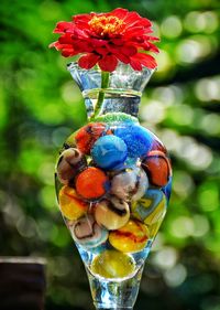 Close-up of red zinnia in vase with colorful marbles