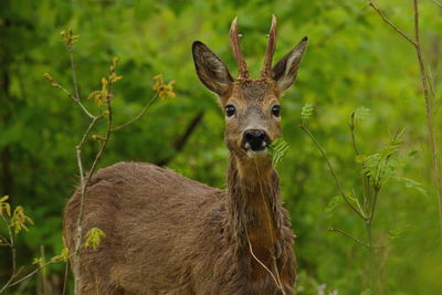 Portrait of roe deer standing amidst plants