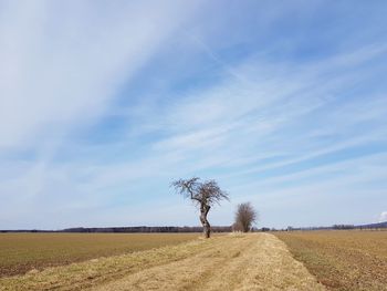 Scenic view of agricultural field against sky